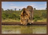 A handsome Male Lion Poster