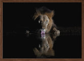 Lion Drinking Poster