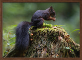 Close-up of squirrel on tree trunk Poster