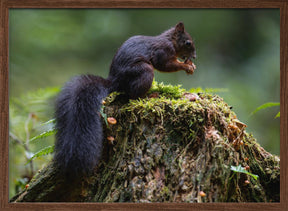 Close-up of squirrel on tree trunk Poster