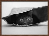 Cat in a bag Poster