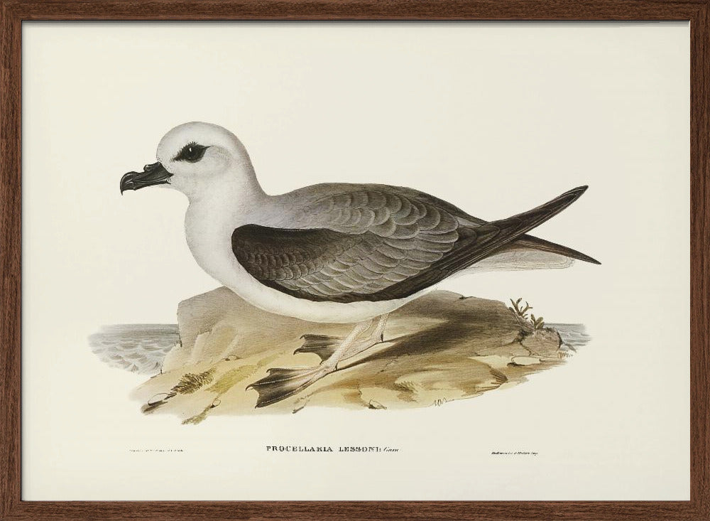 White Headed Petrel Poster