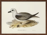 White Headed Petrel Poster