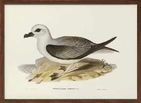 White Headed Petrel Poster