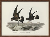 Wilson&#039;s Storm Petrel Poster