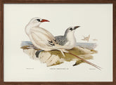 Red Tailed Tropic Bird Poster