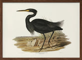 Sombre Egret Poster