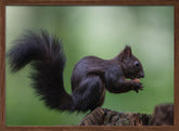 squirrel on wood with perfect pose Poster