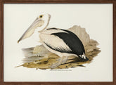 Australian Pelican Poster