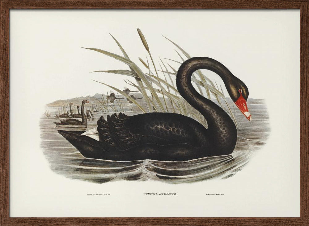 Black Swan Poster