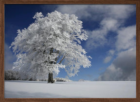 White Windbuche in Black Forest Poster