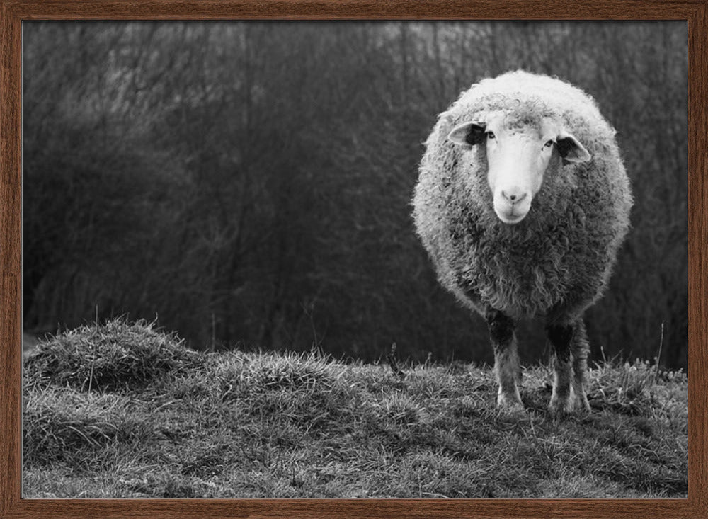 Wondering sheep Poster