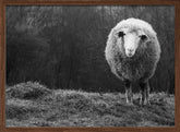 Wondering sheep Poster