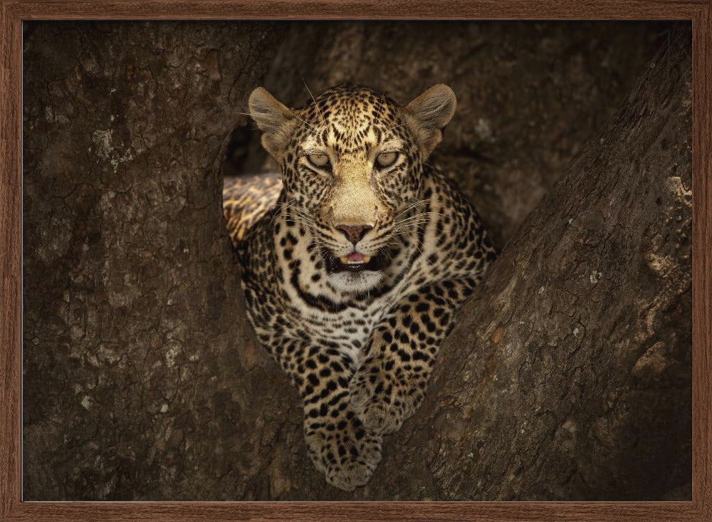 Leopard Resting on a Tree at Masai Mara Poster