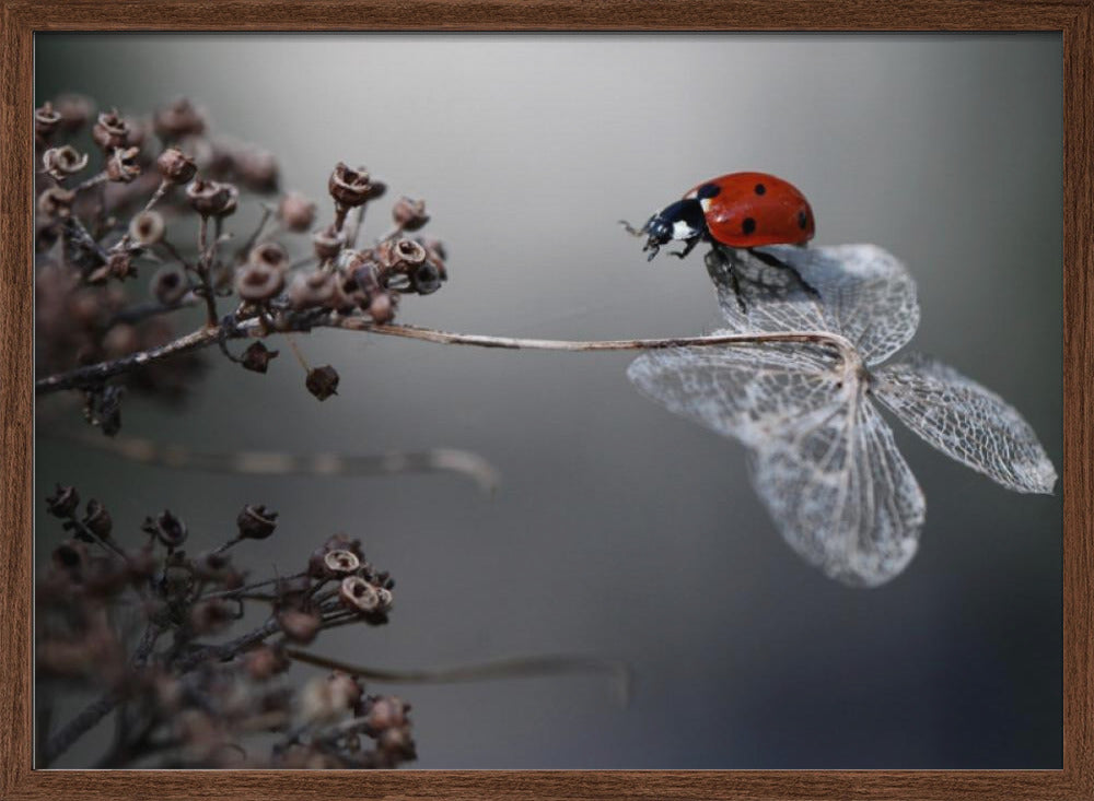 Ladybird on hydrangea. Poster