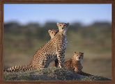 Cheetahs Family Poster