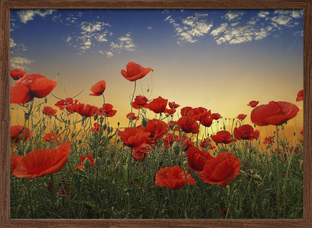 Poppies Poster