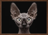 Sphynx Cat Poster