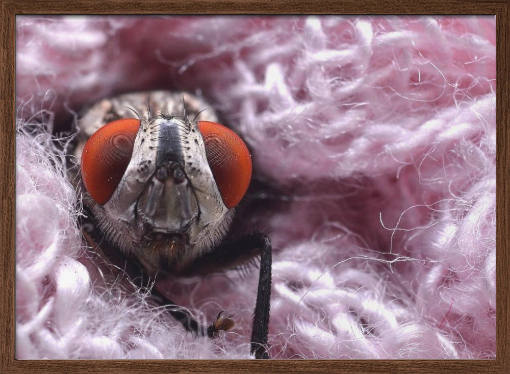 Pink blanket Poster