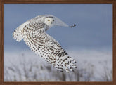 Snowy Owl Poster