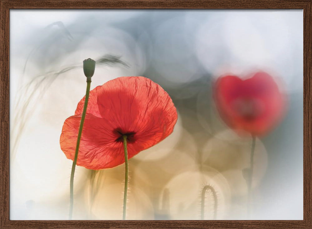 Morning Poppies Poster