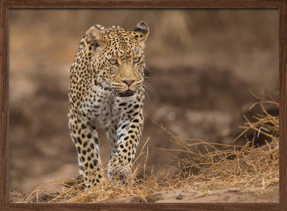 Suspicious look Poster