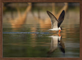 The African Skimmer Poster