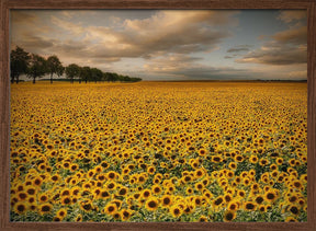 Sunflowers Poster