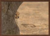 Cheetah hiding Poster