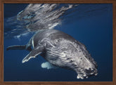 Humpback Whale Poster