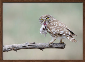 Little Owl Poster