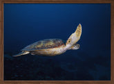 Green Turtle Poster