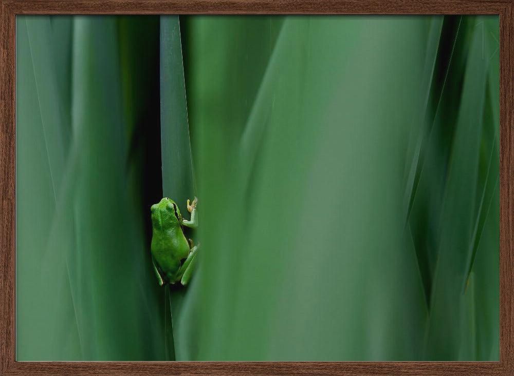 Stage curtain Poster