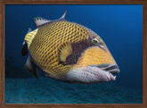 Triggerfish Poster