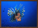 Lionfish Poster