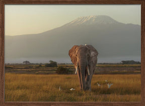 Under the roof of Africa Poster