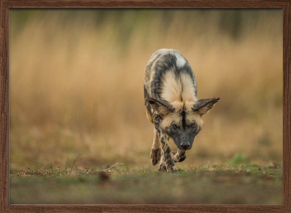Painted Dog Stalk Poster