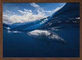 Humpback whale and the sky Poster