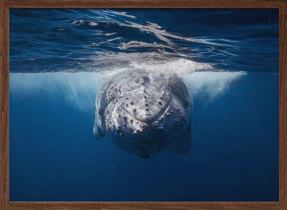 Face to face with Humpback whale Poster