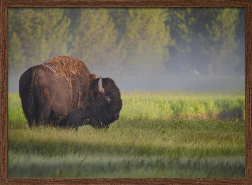 Bison in Morning Light Poster