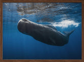 Sperm whale Poster