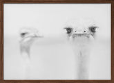 Funny ostrich Poster