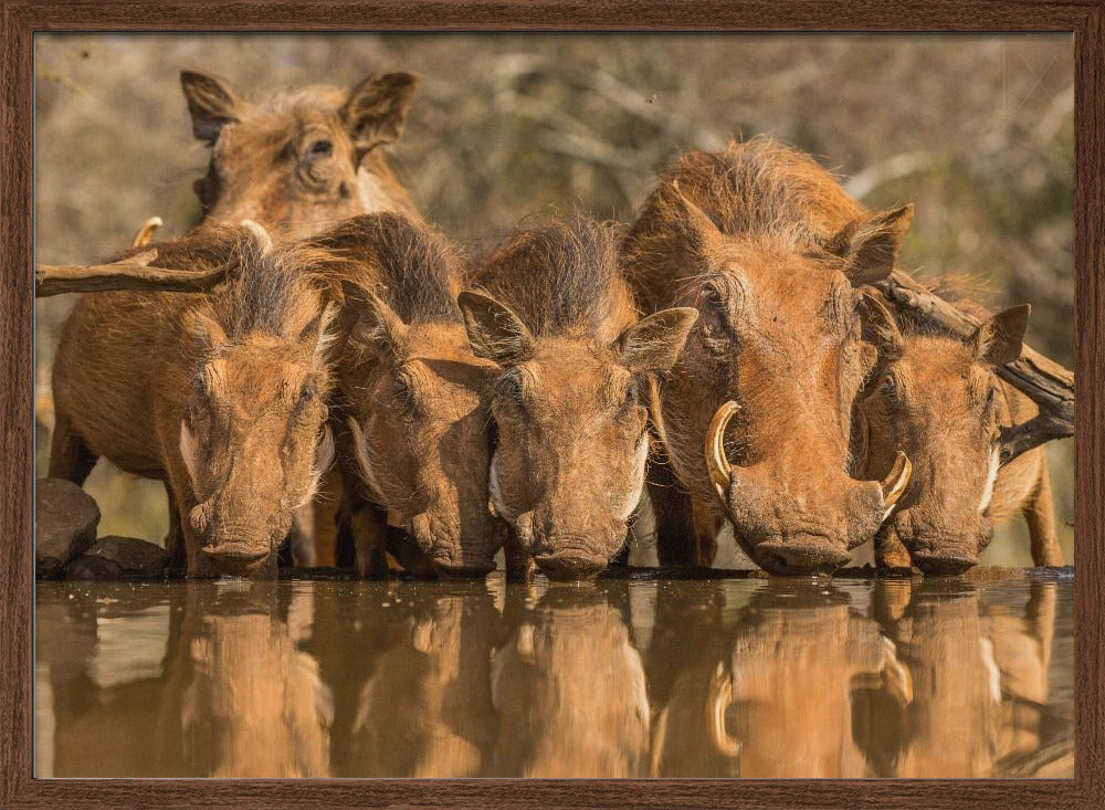 Warthog Family Reunion Poster