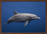 Dolphin Poster