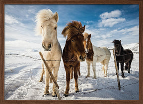 Icelandic Hair Style Poster