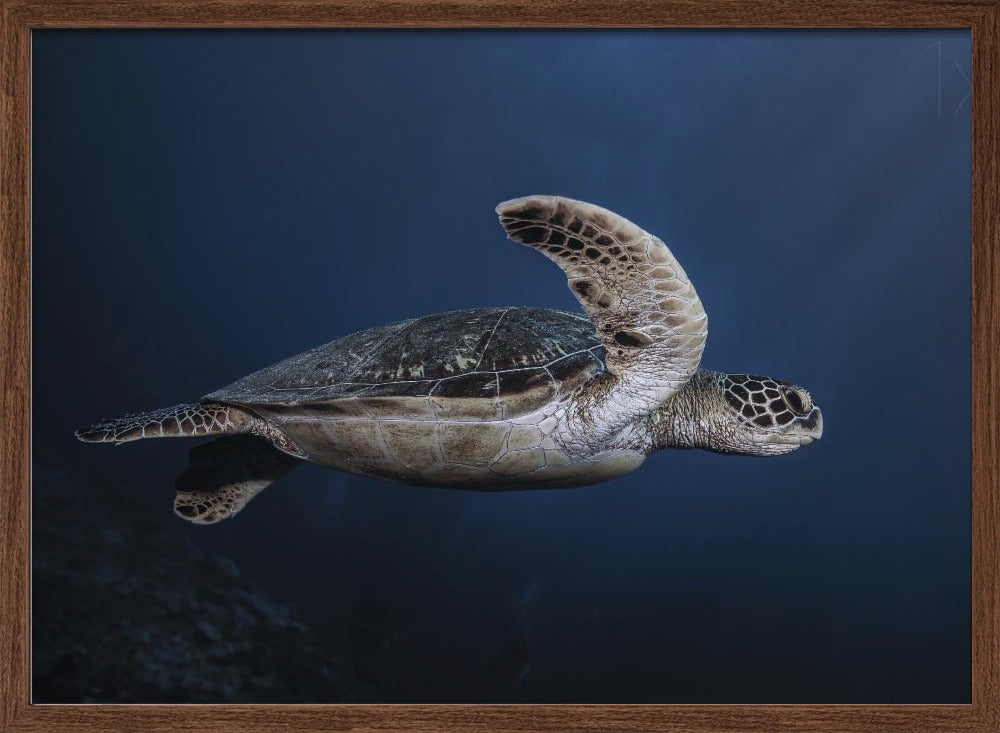 Marine life: Green Turtle Poster