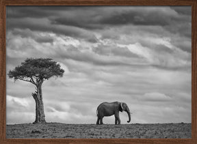 Elephant Landscape Poster