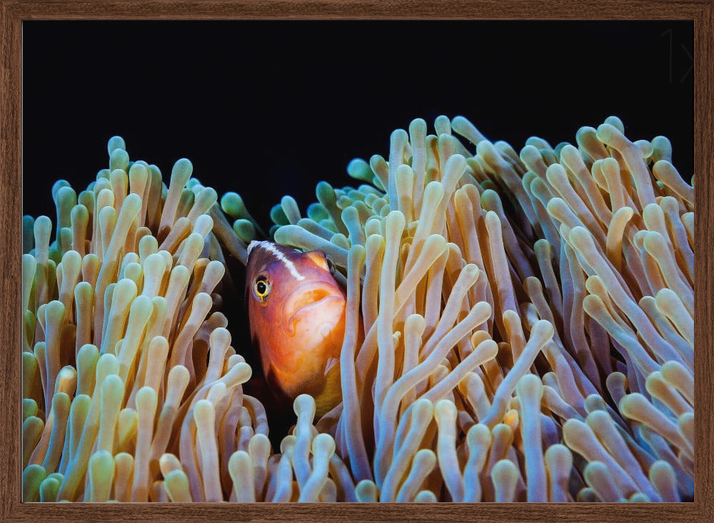 Clownfish Poster