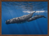 Sperm whale family Poster