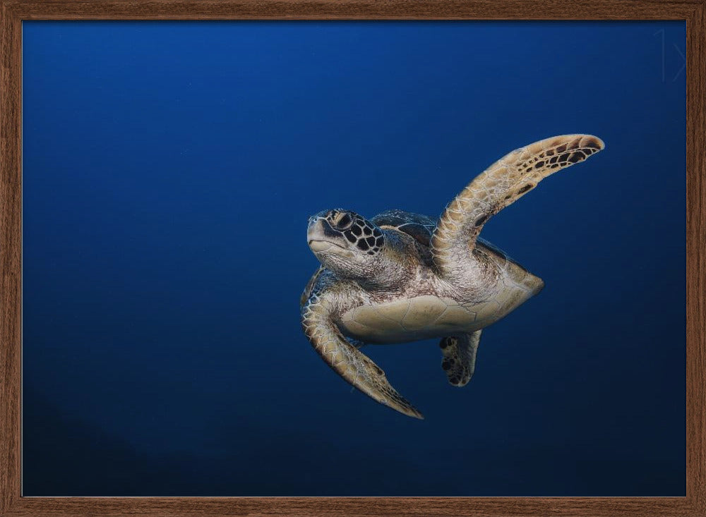 Green Turtle Poster